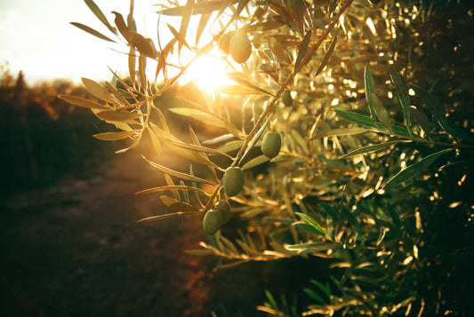 From Our Trees to Your Table: The San Giuliano Olive Oil Story