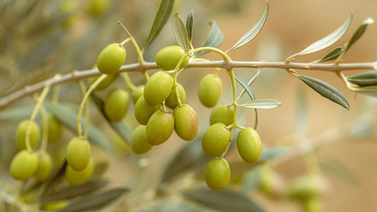Green olives on tree branch