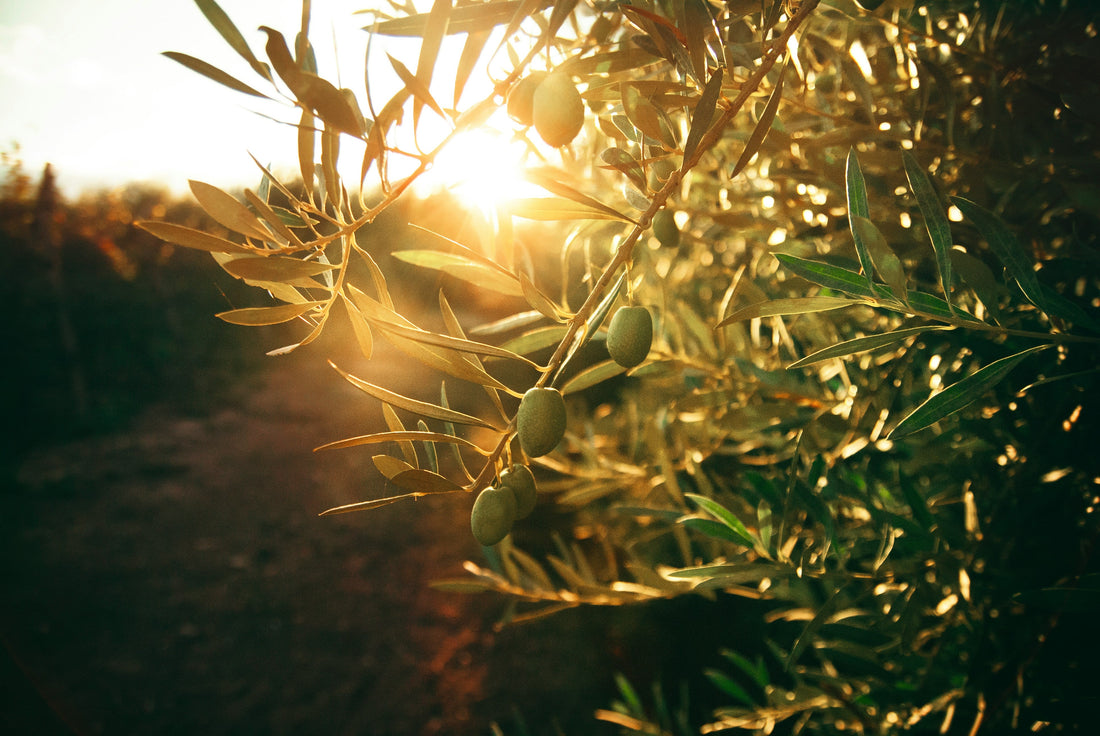 From Our Trees to Your Table: The San Giuliano Olive Oil Story